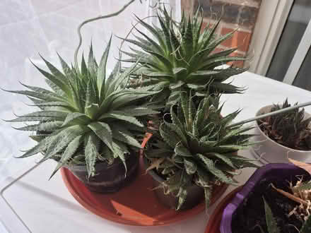 Photo of free Aloe Aristata (Lace Aloe) Succulents (Northwich CW8) #3