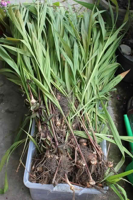 Photo of free healthy crocosmia corms (Bray Seafront) #1