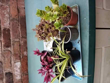 Photo of free House plants (Southport PR8) #1