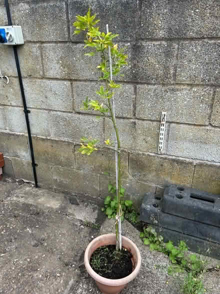 Photo of free Laburnum tree (Gedling NG4) #1