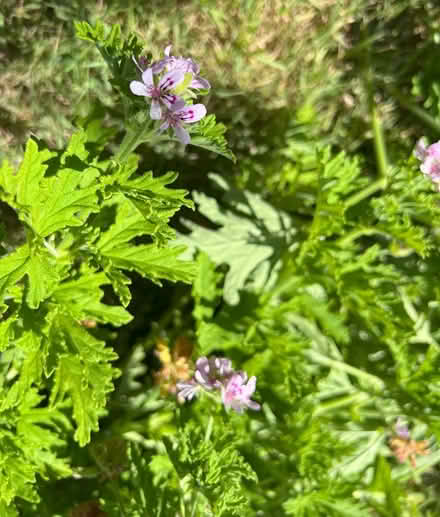 Photo of free Mosquito Plant Cuttings (Near De Anza College) #1