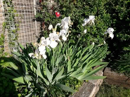 Photo of free White and bluey purple bearded irises (Stanstead Abbotts SG12) #2