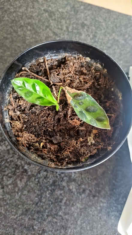 Photo of free Small indoor prayer plant (Chislehurst BR7) #1