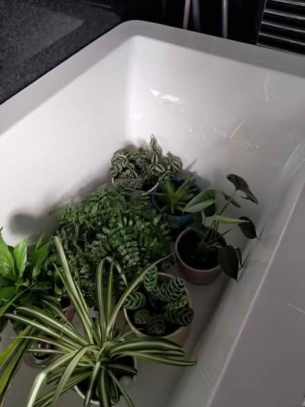 Photo of free Healthy Houseplants (South Moor DH9) #2