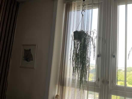 Photo of free Mature Hoya Linearis plant (Walker) #1