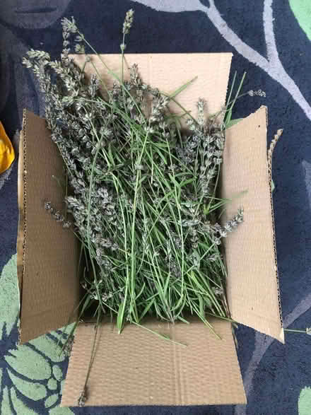 Photo of free dry lavender stems (Sprowston NR7) #1