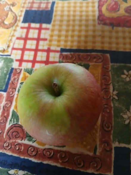 Photo of free Tasty windfall apples (Fulham SW6) #1