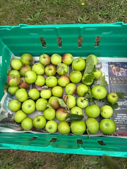 Photo of free Apples (Norbury CR7) #2