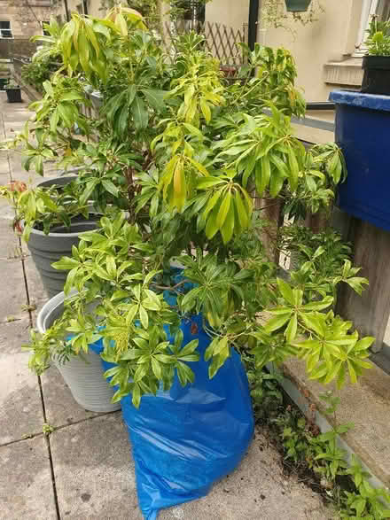 Photo of free Garden shrub - pieris (Lauriston EH3) #1
