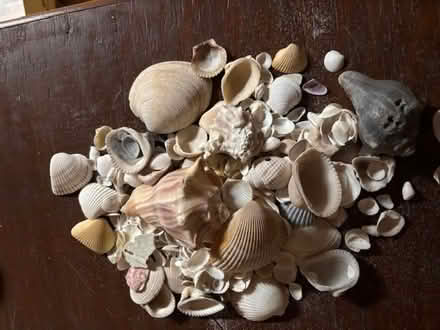 Photo of free Beach Shells and More (Orleans) #1