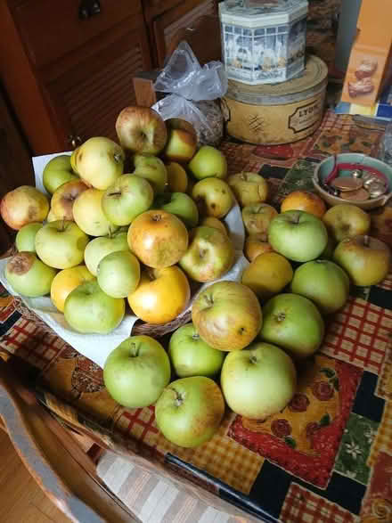 Photo of free Tasty windfall apples (Fulham SW6) #2