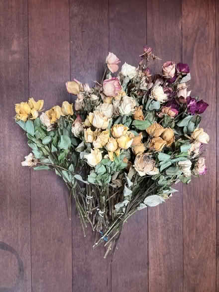 Photo of free Dried roses (Wapping E1W) #1