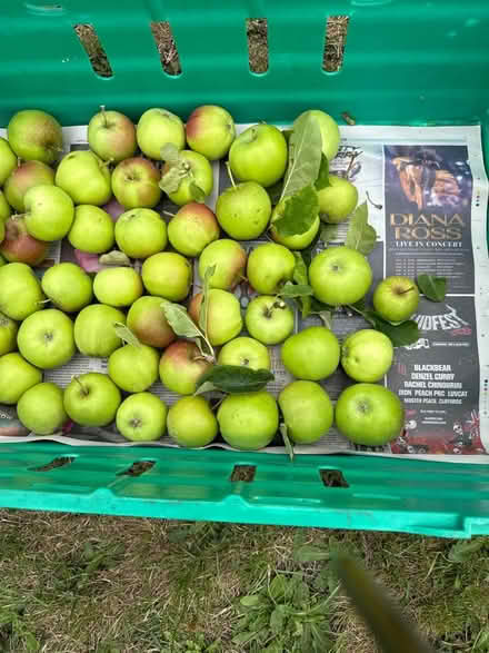 Photo of free Apples (Norbury CR7) #1