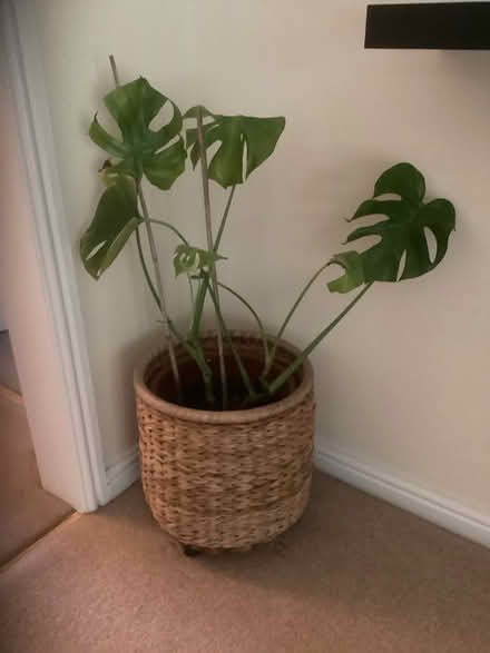 Photo of free Plant (Top Amersham HP6) #1