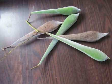 Photo of free Wisteria seed pods (Sidcup DA14) #1