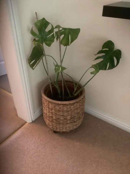 Photo of free Plant (Top Amersham HP6) #2