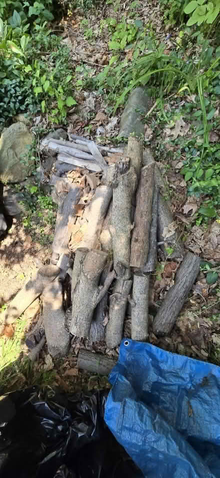 Photo of free Firewood for Backyard Campfires (River Road Merrimac) #2