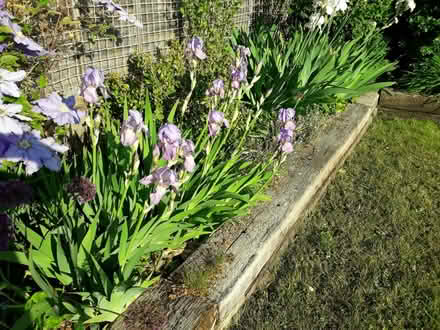 Photo of free White and bluey purple bearded irises (Stanstead Abbotts SG12) #1