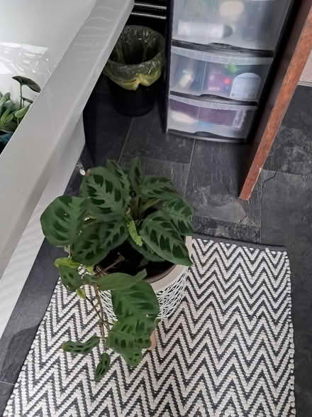 Photo of free Healthy Houseplants (South Moor DH9) #4