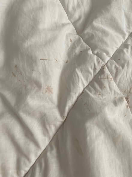 Photo of free King size comforter (Britannia) #1