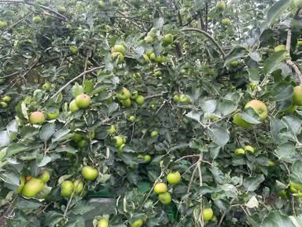 Photo of free Cooking Apples (Weston) #1