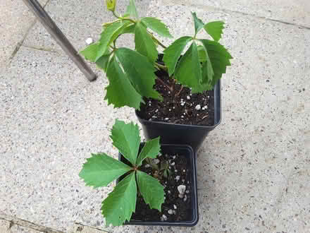 Photo of free Virginia creeper plants (HP13 near railway station) #1