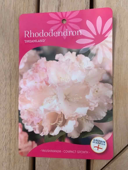 Photo of free Rhododendron Dreamland (Ewell, KT19) #2