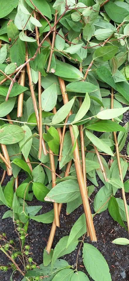 Photo of free Deutzia Scabra (Stotfold SG5) #2