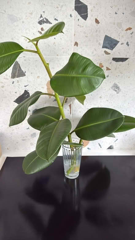 Photo of free 2 rubber leaf plant cuttings (Five Mile Drive OX2) #1