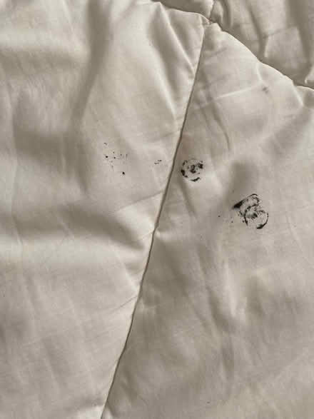 Photo of free King size comforter (Britannia) #2