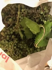 Photo of free Grapes Fresh Picked yesterday (mt. carmel) #1