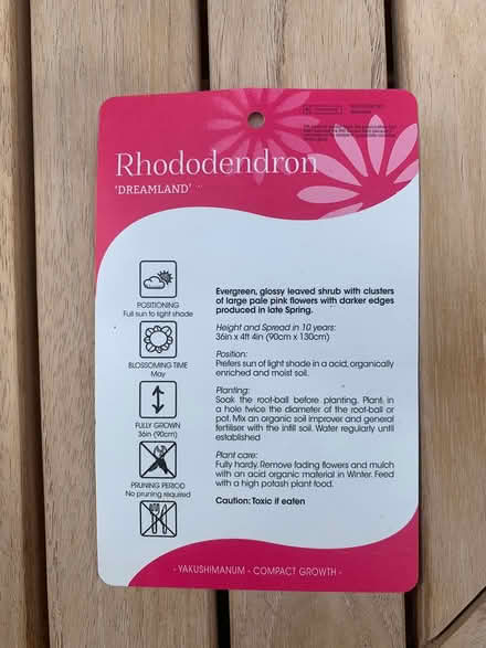 Photo of free Rhododendron Dreamland (Ewell, KT19) #3