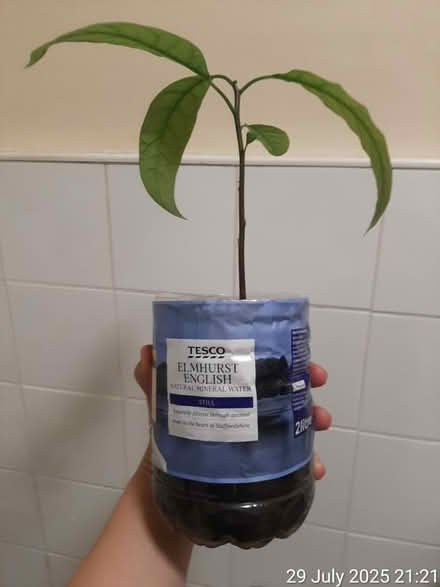 Photo of free Trimmed avocado🌴17×20cm (tall×wide (Edgwarebury Lane) #1