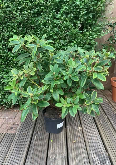 Photo of free Rhododendron Dreamland (Ewell, KT19) #1