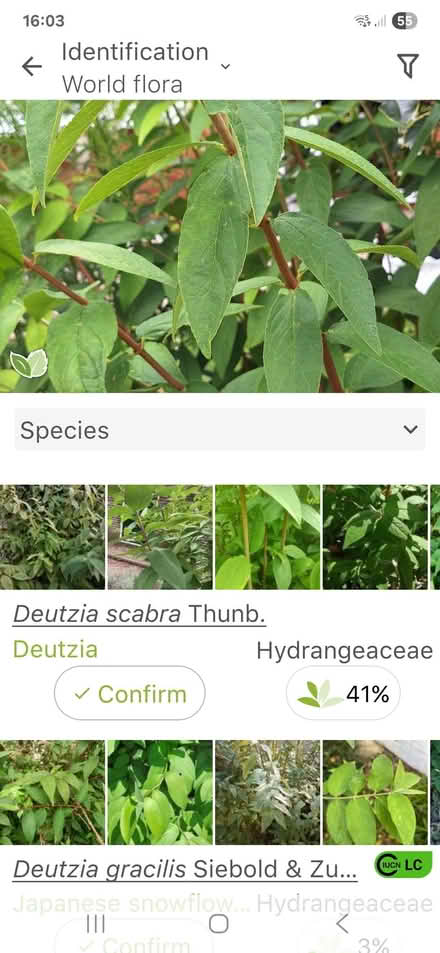 Photo of free Deutzia Scabra (Stotfold SG5) #1
