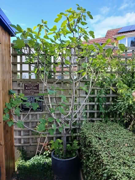 Photo of free Fig Tree , over 6ft in pot (Yatton BS49) #1