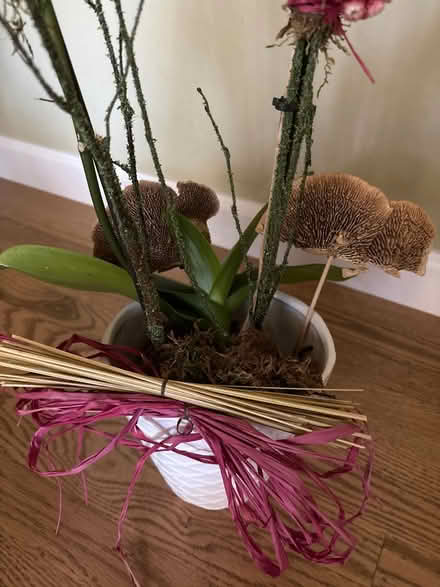Photo of free Orchid (Highland Ave, RWC) #1