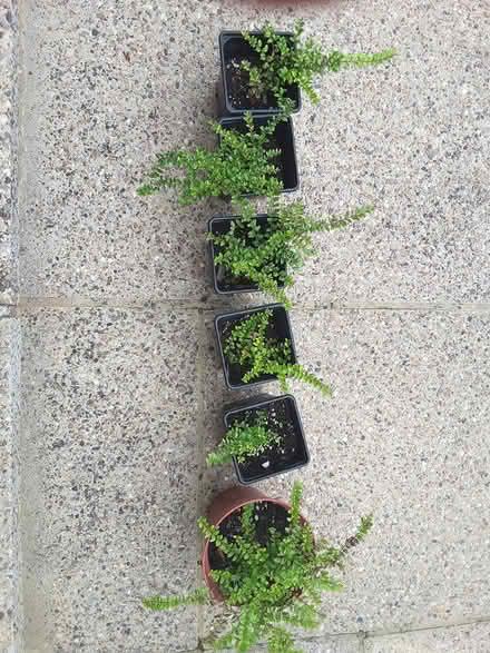Photo of free Shrub for hedging (HP13 near railway station) #1