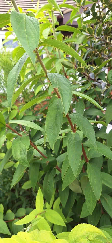 Photo of free Deutzia Scabra (Stotfold SG5) #4