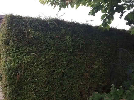 Photo of free Shrub for hedging (HP13 near railway station) #2
