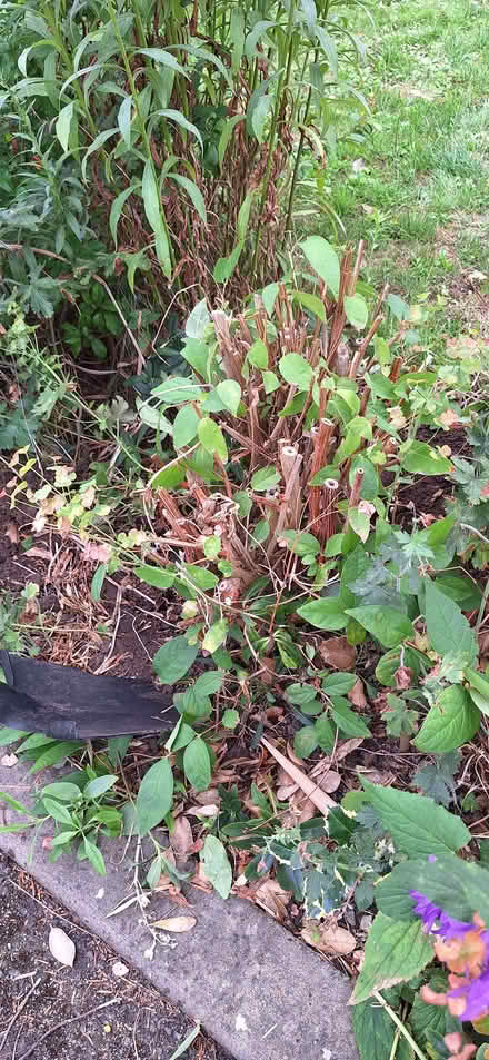 Photo of free Deutzia Scabra (Stotfold SG5) #3