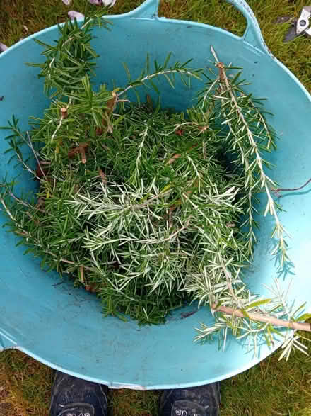 Photo of free Lots of Rosemary cuttings (Swanshurst B13) #1