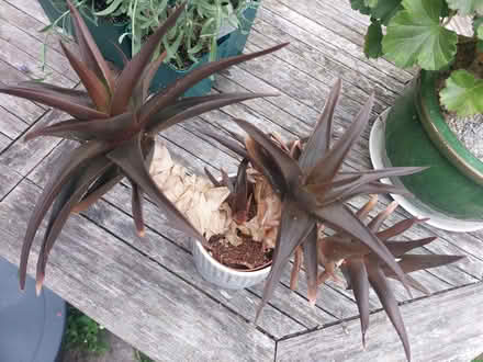 Photo of free Alworthia black gem succulent needs tlc (Ringmer BN8) #1