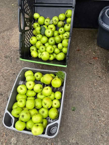 Photo of free Apples (Norbury CR7) #1