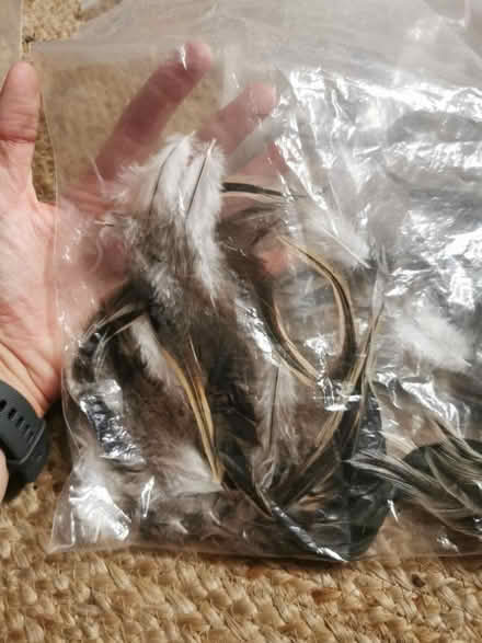 Photo of free Feathers (South Bermondsey SE15) #2