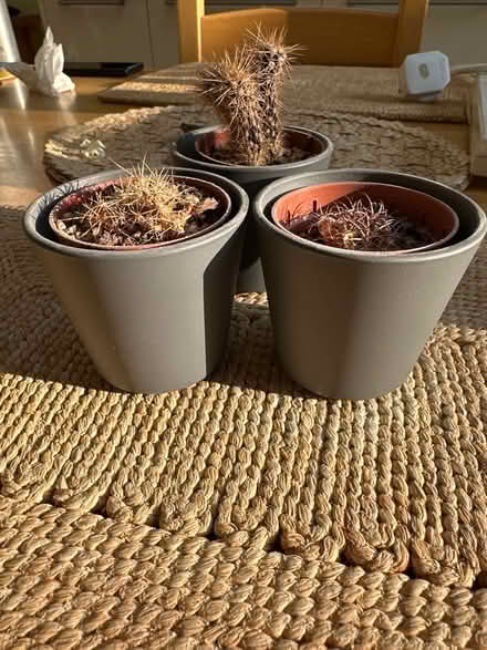 Photo of free 3 small grey plant pots (Lexden CO3) #1