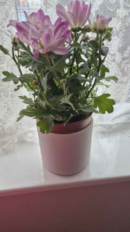 Photo of free White ceramic plant pot 12cm (Figge's Marsh CR4) #3