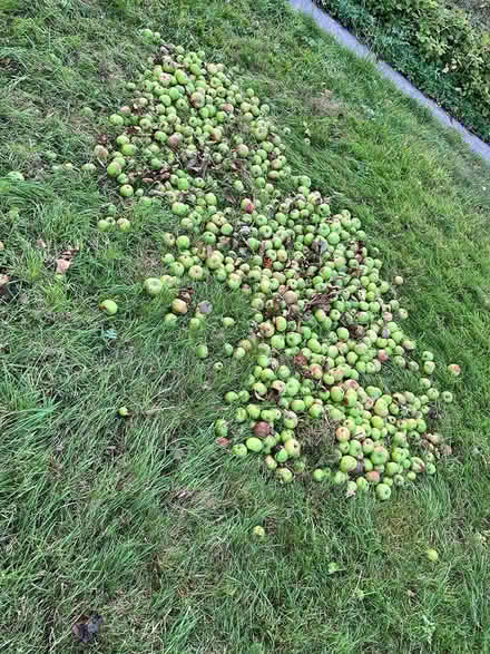 Photo of free Apples (Penn) #2