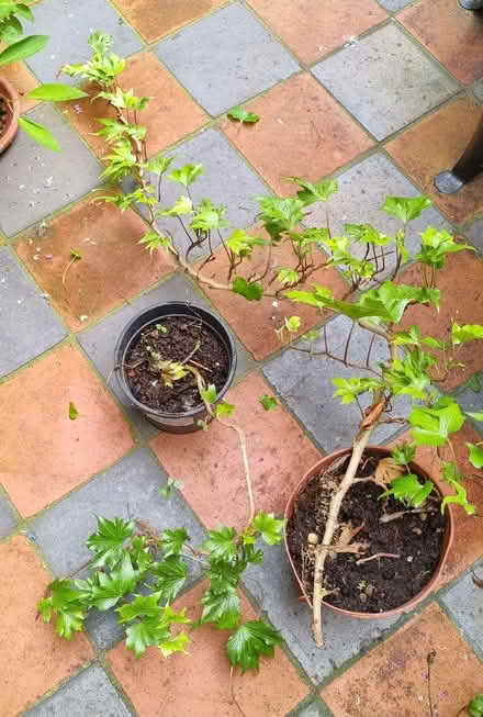 Photo of free Ivy plants (Central Lancaster LA1) #1