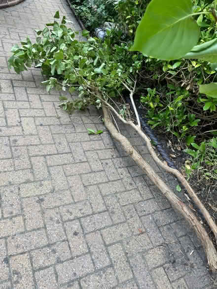 Photo of free Lilac shrubs/bushes (Harrogate HG2) #2